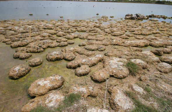 Lake Richmond microbial mounds