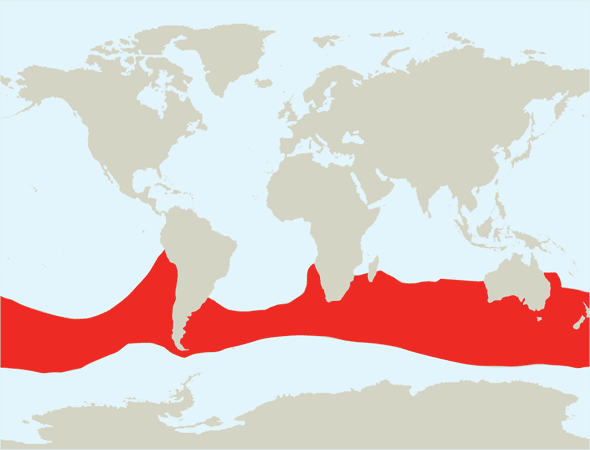 world distribution of the Shy Albatross Thalassarche cauta according to http://www.iucnredlist.org/