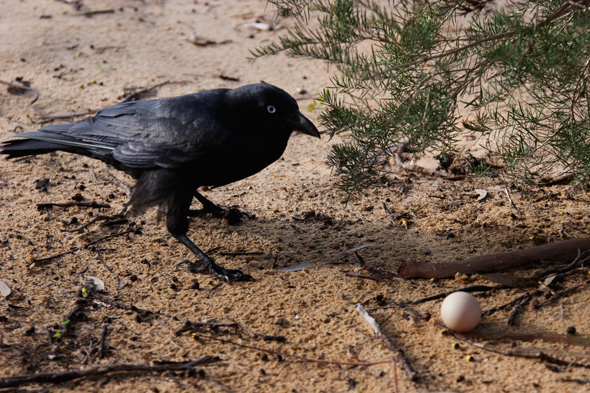 australian raven stealing an egg