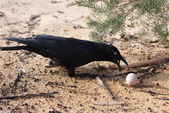 australian raven stealing an egg