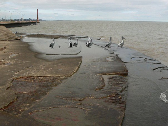 an attempt to digitally send pelicans from Australia to Montevideo