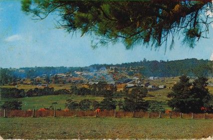 Kingdom of the Karri (Please don't tuck me in until I'm yours) Pemberton townsite