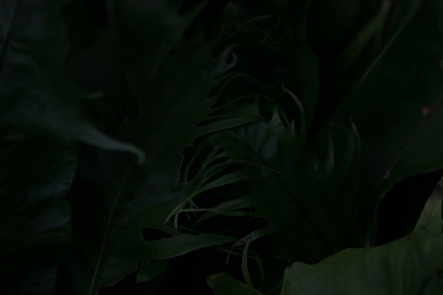 fern details