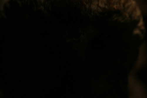 owl stare