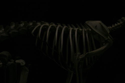 mammal?