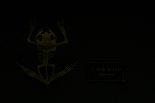 cane toad