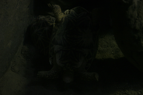 bad move tortoise