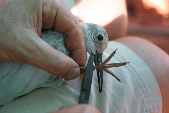 great knot being banded