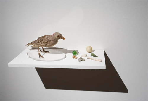 male bird and objects