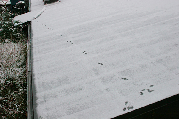 footprints on the sculpture workshop roof