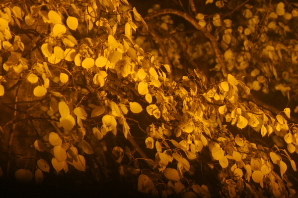 yellow leaves rattling in the darkness