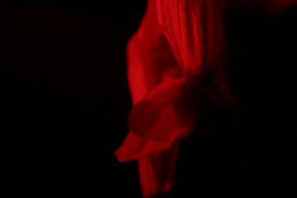 ghost bat Perth zoo