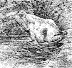 horsefrog