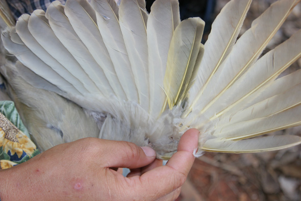 new feathers