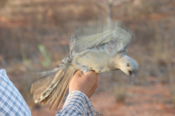 banded bowerbird being released