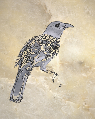 mucking about with bowerbird stuff