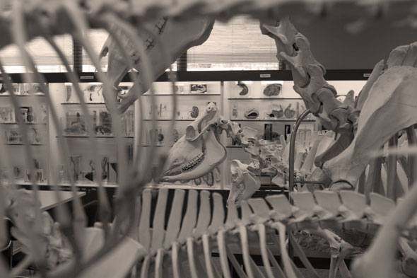 anatomy bonatomy