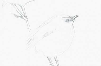 Rock wren
