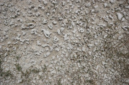 small muddy microbial mats coated in white clayish material