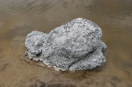 close up of hard stone with small black living bits