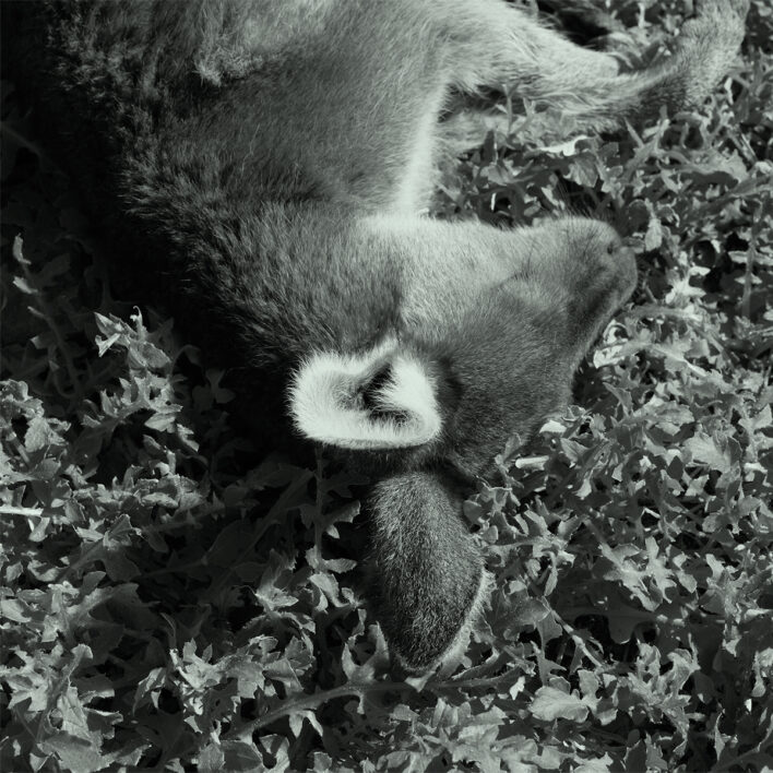 Photograph of head of sleeping kangaroo