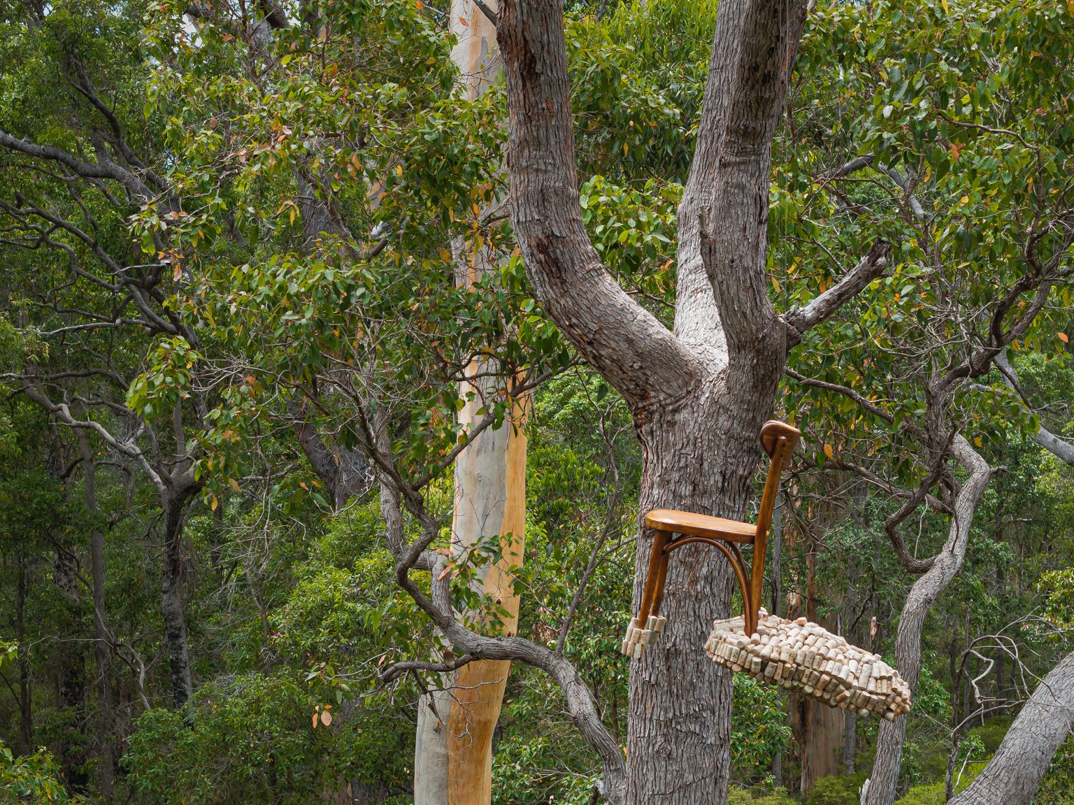 a wooden bentwood chair is suspended high in the forest canopy. It has a cloud of corks attached to the back legs.