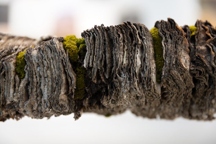 weathered greyish paper stacked sideways with green moss on it