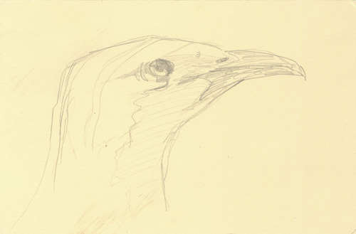 great bowerbird beak